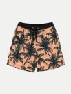 Boxer mare Losan - orange